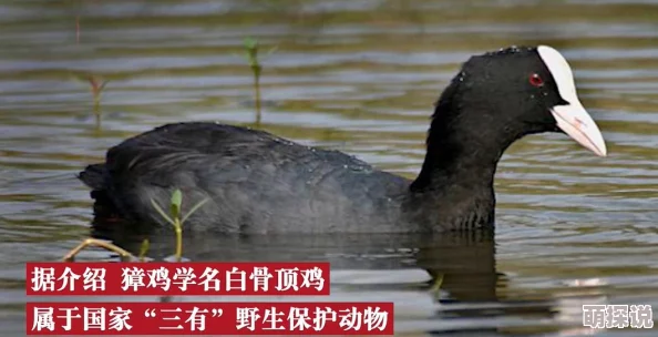 搞鸡下载全新版本上线新增多项功能提升用户体验