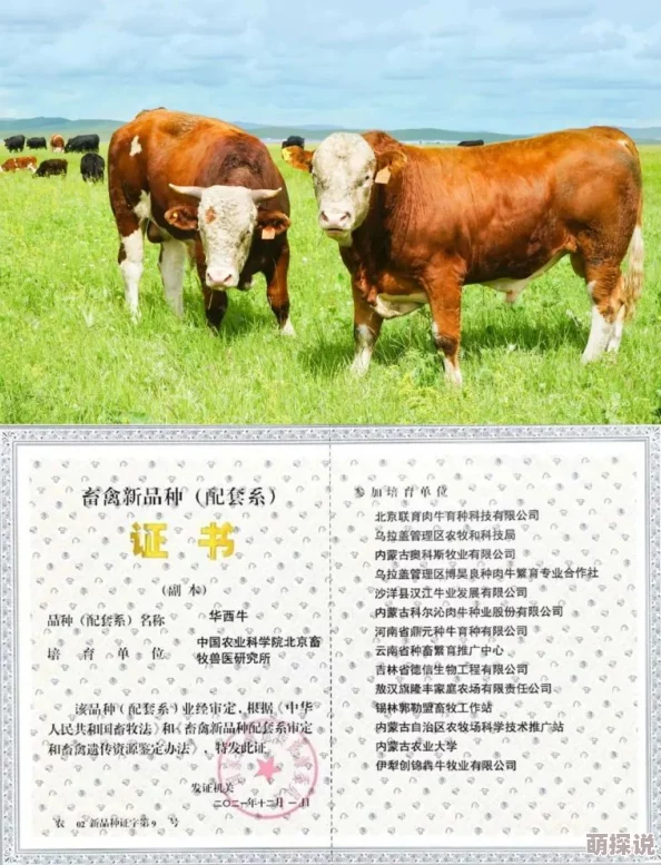 人马杂交积极探索生命的多样性与可能性让我们共同创造美好的未来