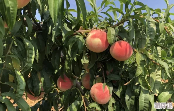 嫩草蜜桃今年的蜜桃产量创历史新高，口感更甜，深受消费者喜爱