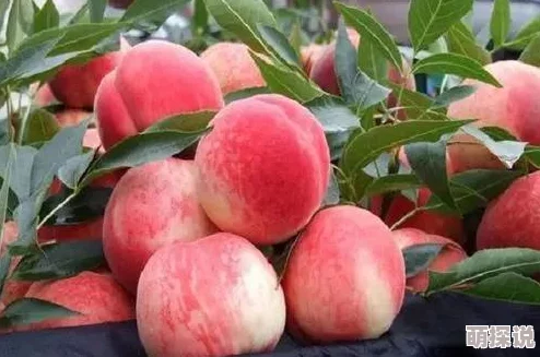 嫩草蜜桃今年的蜜桃产量创历史新高，口感更甜，深受消费者喜爱