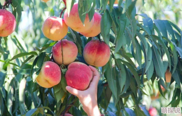 嫩草蜜桃今年的蜜桃产量创历史新高，口感更甜，深受消费者喜爱
