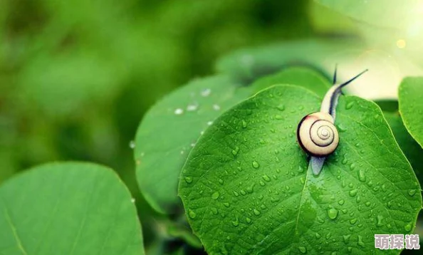 色香天天蜗牛回忆录这是一部充满温情与哲思的动人作品