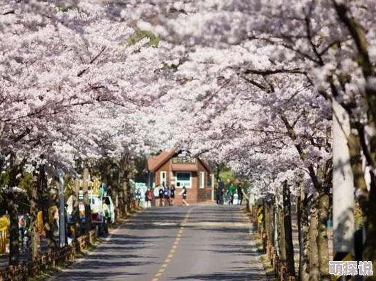 妈妈我想你日本最近日本的樱花季节吸引了大量游客前来观赏美丽的樱花景色