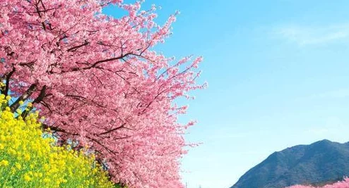 妈妈我想你日本最近日本的樱花季节吸引了大量游客前来观赏美丽的樱花景色