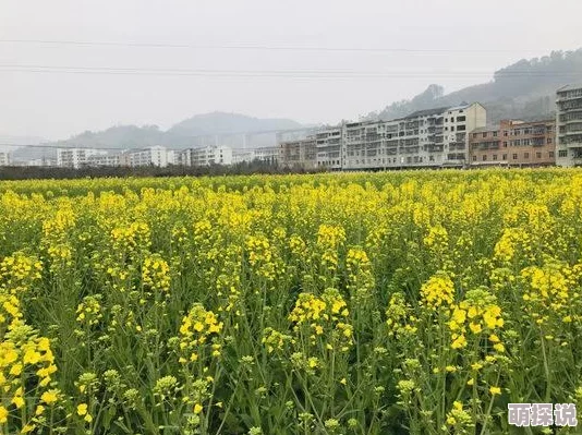 小村春色txt在线看势不可挡勇往直前追逐梦想创造美好未来