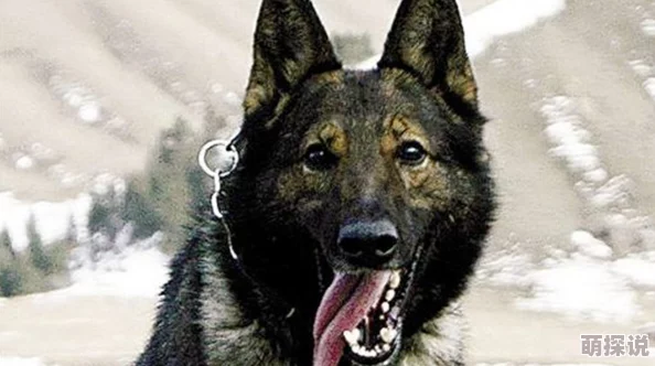 漂亮的她[快穿]全文阅读战狼犬勇敢无畏忠诚护主展现真情与力量