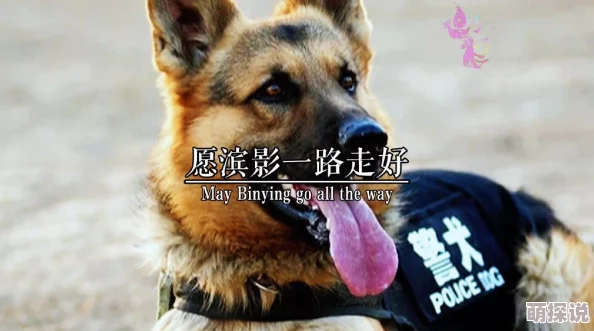 漂亮的她[快穿]全文阅读战狼犬勇敢无畏忠诚护主展现真情与力量
