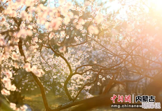 春暖花开杏8让我们在阳光下绽放笑容追逐梦想勇敢前行