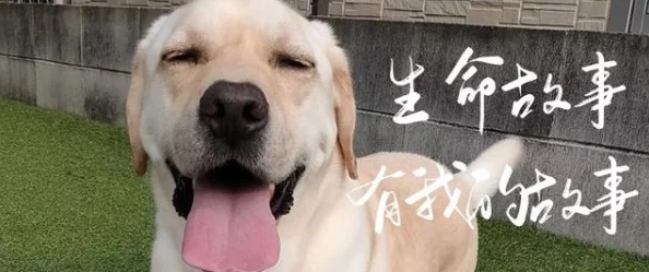 三级办公室狗脸的岁月珍惜每一天与爱同行让生活充满阳光