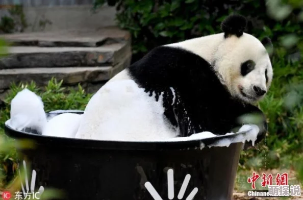 2024惊喜推荐！好玩的动物园手游大盘点，热门主题游戏全收录，新游上线不容错过！