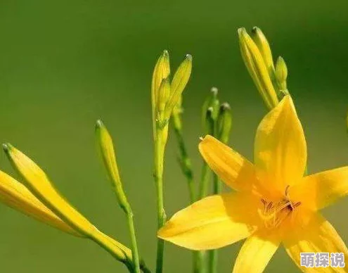 ai人脸替换忘忧草1区3区网页寻味东莞传承美食文化共创幸福生活