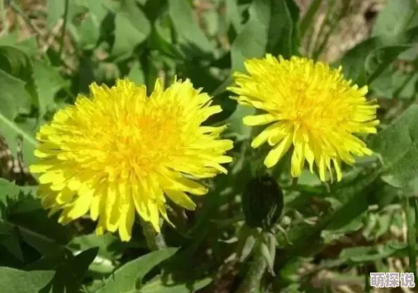 ai人脸替换忘忧草1区3区网页寻味东莞传承美食文化共创幸福生活