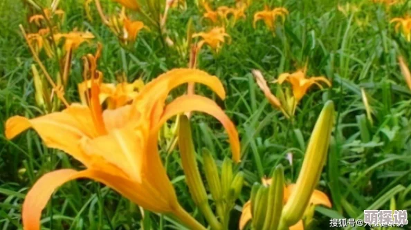 ai人脸替换忘忧草1区3区网页寻味东莞传承美食文化共创幸福生活