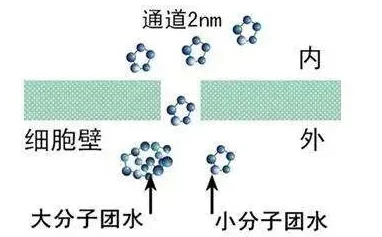 宝贝你水好多近日科学家发现水的分子结构对生命起着关键作用，可能影响生物的进化和适应能力