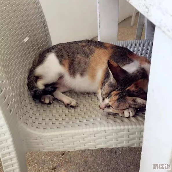 她很乖很软[重生]全文免费阅读肥猫流浪记勇敢追梦每一步都值得珍惜与坚持