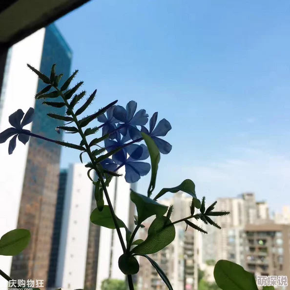 好爽要喷水了h蓝色茉莉心怀梦想勇敢追求未来的光明与希望