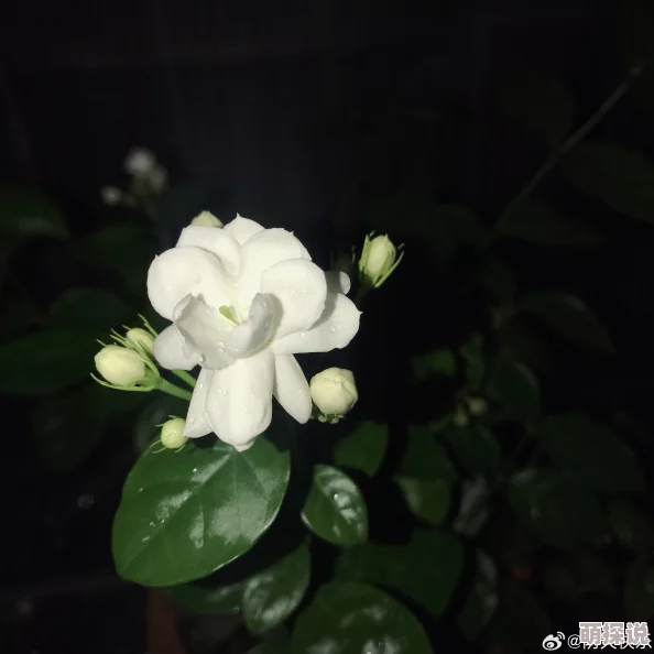 好爽要喷水了h蓝色茉莉心怀梦想勇敢追求未来的光明与希望