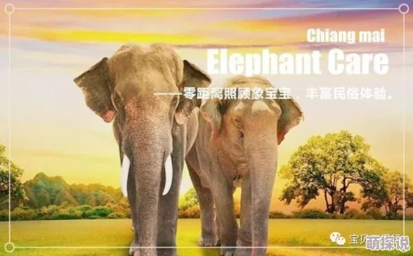 大象一区近期大象保护活动取得显著成效，志愿者积极参与生态修复工作