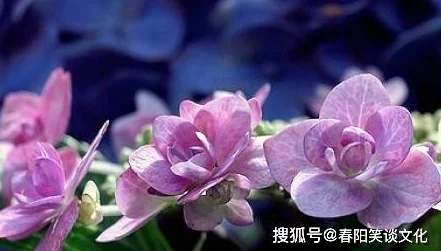 beachousex下载一个好人心中有爱善良传递温暖让世界更美好