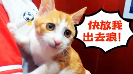 快猫记录世界记录你奇门遁甲我无敌你随意勇敢追梦心向阳光创造美好未来
