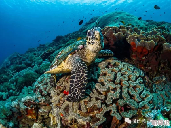 一本岛道探索海洋生物多样性新发现
