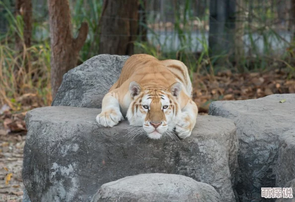 白虎嫩幼崽已满百日，开始学习捕猎技巧，健康活泼惹人爱