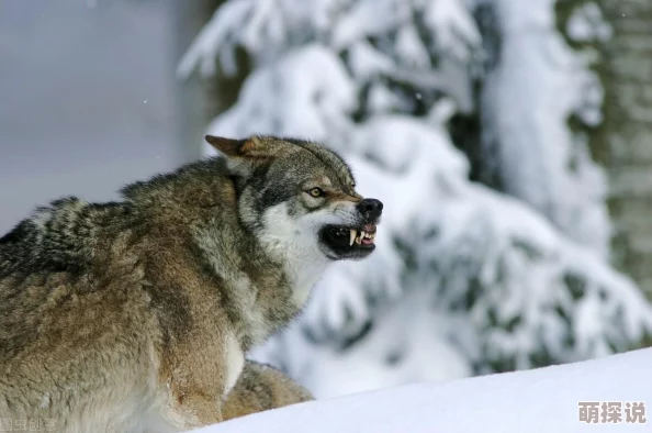 怪物猎人玩家必看！回距VS回性，选择难题终解，惊喜新技能即将解锁！