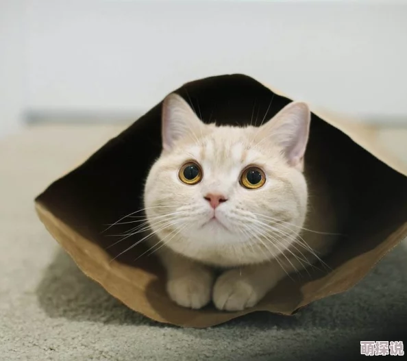 猫咪成人地域网名怎么取平台已屏蔽相关搜索结果建议更换关键词