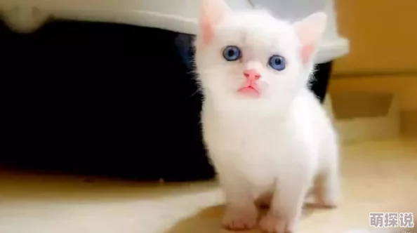 猫咪成人地域网名怎么取平台已屏蔽相关搜索结果建议更换关键词