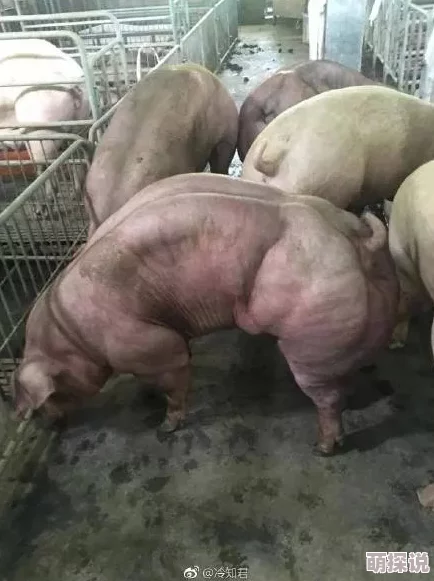 猪的又细又长像钻头一样研究发现其基因变异或可用于新型生物材料开发
