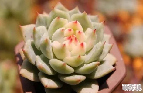 高h多肉最新章节更新火热连载中