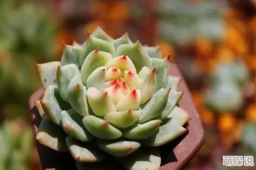 高h多肉最新章节更新火热连载中