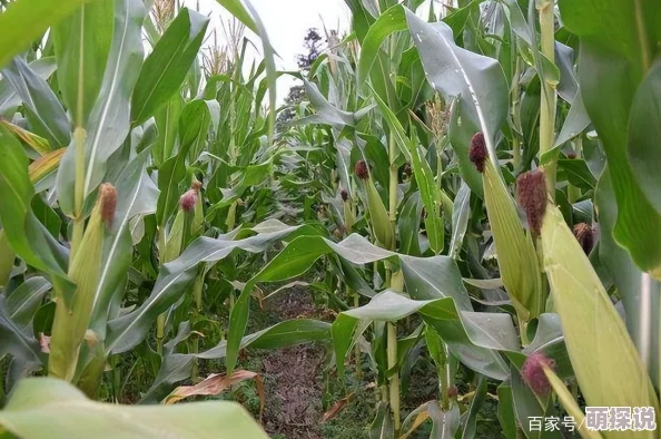 玉米地虎子初试云雨情情窦初开懵懂试探爱意浓