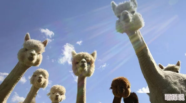 2024惊喜推荐：热门狼吃羊游戏大盘点，全新好玩手游带你领略不一样的羊狼对决！