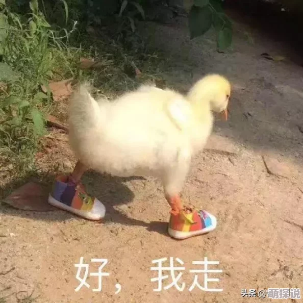 一婚还比一婚高免费阅读全文小说时光正好之老婆快跑珍惜每一刻爱与陪伴让生活更美好