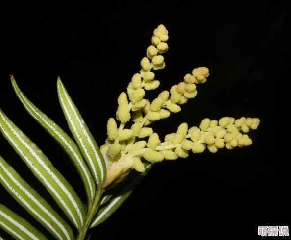 忘羡生命大和谐近日科学家发现新型生物相互作用模式，揭示生态系统平衡的新秘密