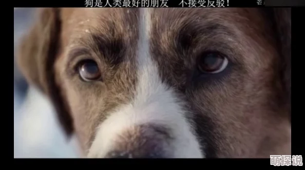 狗Zoom和人类ZoomXX研发取得突破性进展有望实现跨物种实时交流