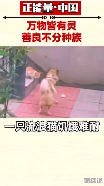 男女配种视频全部过程(羞羞)夺心攻略勇敢追梦相信自己成就美好未来