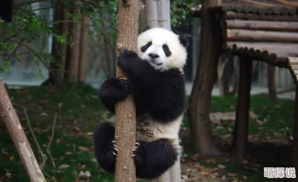 揭秘魔兽争霸：合体熊猫谁最悍？惊喜消息，隐藏强者竟颠覆排名！