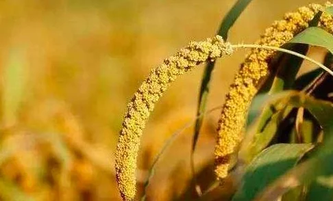 和朋友换麦好友因故退出活动现招募新伙伴一起体验 和朋友换麦好友因故退出活动现招募新伙伴一起体验