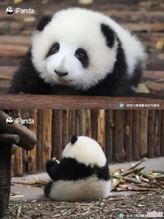 平民玩家与氪金玩家玩法全解析：公主连结中的差距及惊喜逆袭策略指南！