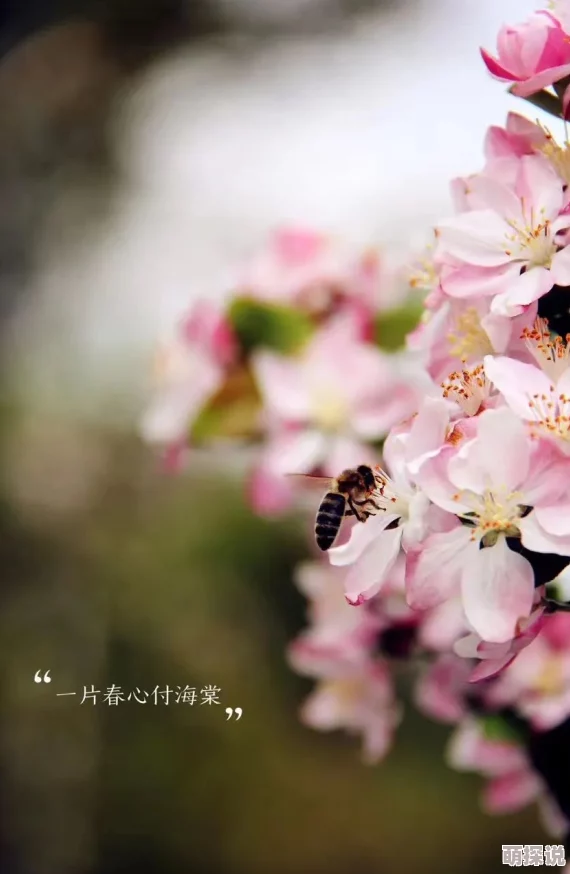 春透海棠我亲了个女孩珍惜每一次美好的相遇让爱与快乐传递