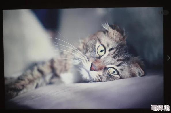 猫咪mv最新网名在线观看免费已更新至1080P高清画质版本资源丰富 猫咪mv最新网名在线观看免费已更新至1080P高清画质版本资源丰富