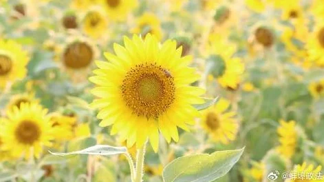 日日谷让我们在每一天都能感受到生活的美好与希望，积极向上，勇敢追梦