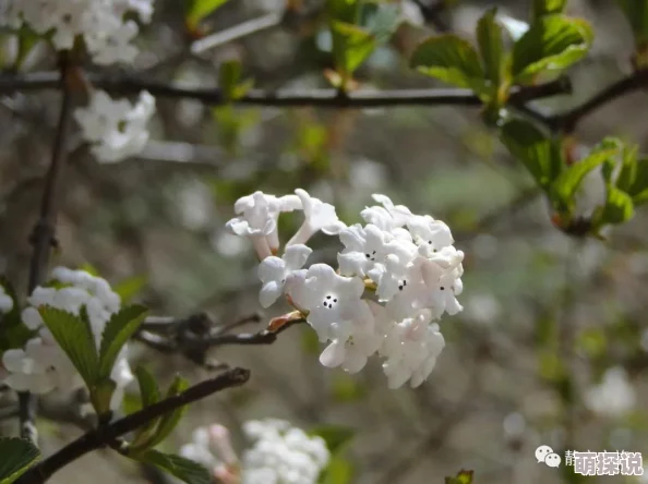 《太极熊猫》远古守卫BOSS技能全解析,惊喜消息:最新掉落装备曝光! 《太极熊猫》远古守卫BOSS技能全解析,惊喜消息:最新掉落装备曝光!