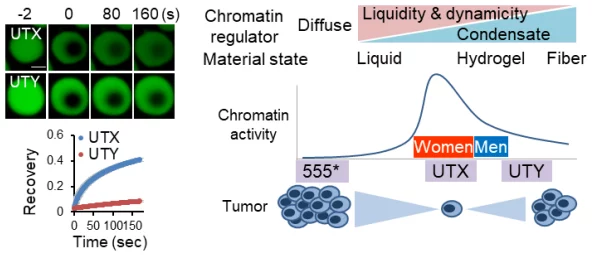 性大交研究取得新进展实验结果揭示关键机制