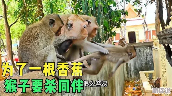 生猴子打扑克不盖被子母猴子觉得有点冷于是用香蕉叶盖住了 生猴子打扑克不盖被子母猴子觉得有点冷于是用香蕉叶盖住了