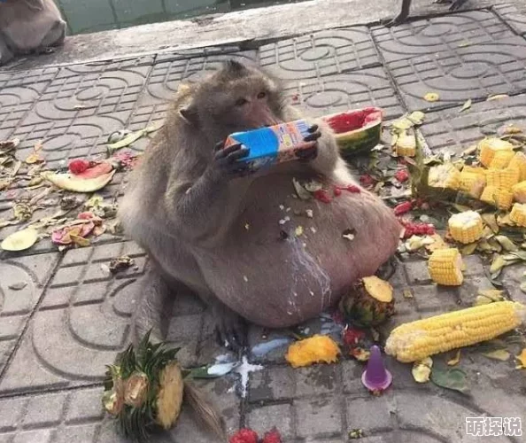 生猴子打扑克不盖被子母猴子觉得有点冷于是用香蕉叶盖住了 生猴子打扑克不盖被子母猴子觉得有点冷于是用香蕉叶盖住了