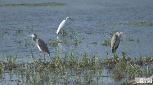 心动小镇观鸟秘境大揭秘:惊喜发现最佳观赏点,鸟类天堂等你来探索! 心动小镇观鸟秘境大揭秘:惊喜发现最佳观赏点,鸟类天堂等你来探索!