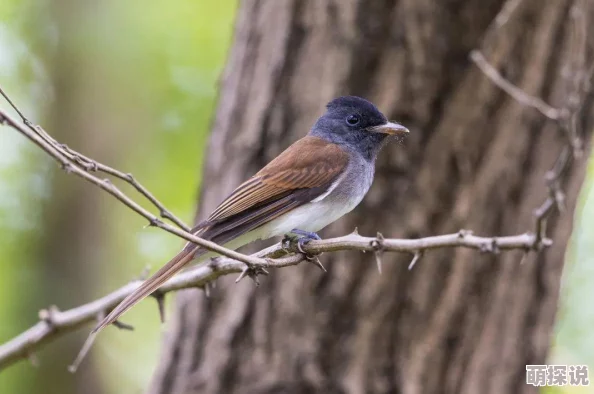 心动小镇观鸟秘境大揭秘:惊喜发现最佳观赏点,鸟类天堂等你来探索! 心动小镇观鸟秘境大揭秘:惊喜发现最佳观赏点,鸟类天堂等你来探索!